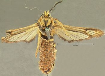 Media type: image;   Entomology 26356 Aspect: habitus ventral view